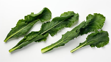 Group of Green Leafy Vegetables. A variety of fresh green leafy vegetables including lettuce, kale, and spinach, are neatly arranged on a clean white background.の素材