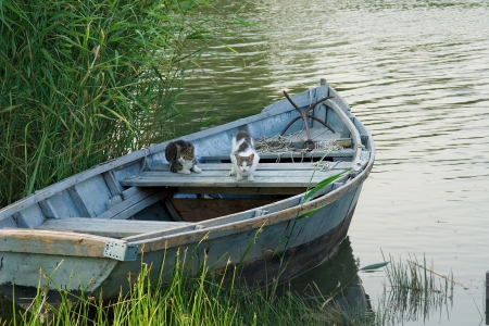 Cats in a fishing boatの写真素材