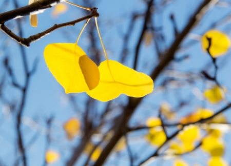 Yellow pear leaves against the blue skyの写真素材