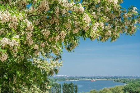 Blooming locust over the river Donの写真素材