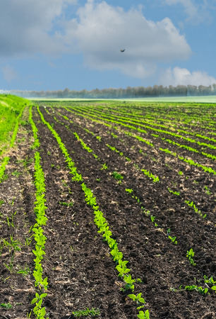 Rows of green shoots sunflower on the field in the spring against the blue sky with cloudsの写真素材