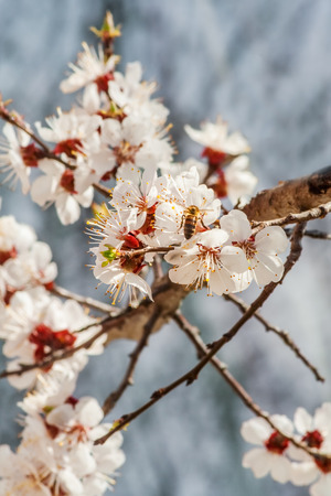 Bee on spring apricot blossomsの写真素材