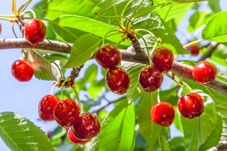 Bunch of ripe, red fruit cherries on a branch in a sunny summer day closeupの写真素材