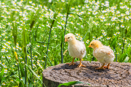 Two chicken on a stump  on a background of green meadow with  camomiles in a sunny summer dayの写真素材
