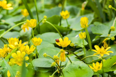Red ladybug on yellow flower marsh marigoldの写真素材