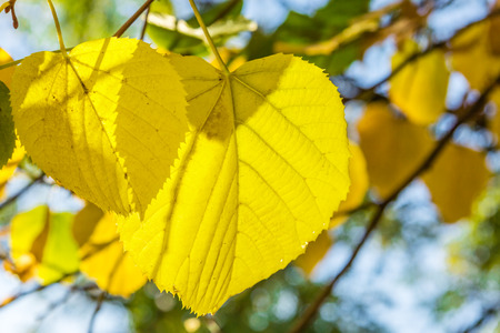 Yellow leaves of lime tree close up on a sunny autumn day