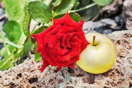 Red rose with drops of water and yellow apple on a stone in autumn day. Focus on flower rosesの写真素材