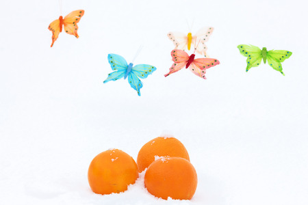 Still life with three oranges and butterflies-decorations on the white snowの写真素材