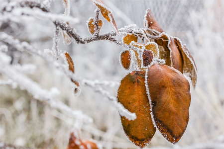 Yellow leaves of quince with white hoarfrost close-up. The background is blurredの写真素材