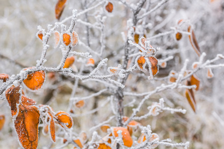 Quince branch with yellow leaves in white hoarfrost, close upの写真素材