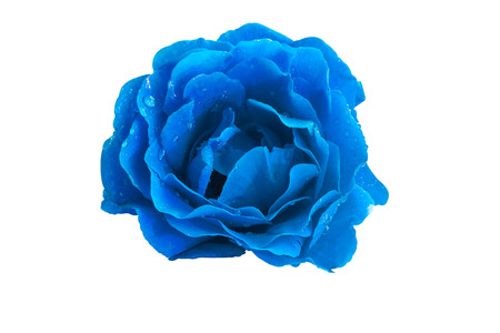 Blue rose with water drops isolated on white backgroundの写真素材