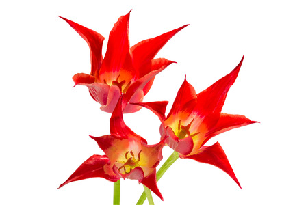 Bouquet of three unusual red tulips, isolated on a white backgroundの写真素材