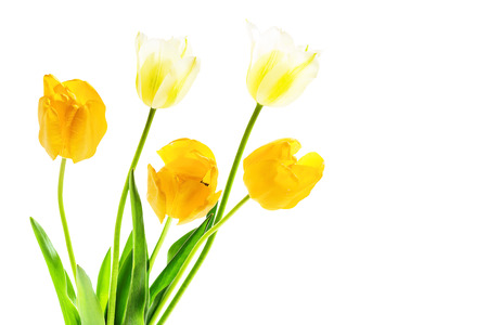 Bouquet of white and yellow tulips isolated on a white background, backlitの写真素材