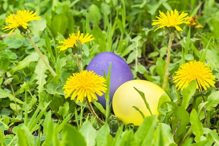 Two Easter eggs in green grass with dandelions on a spring day