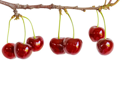 Red ripe berries of sweet cherry on a branch isolated on white background
