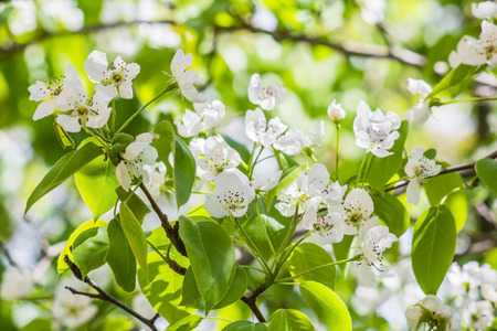Flowering branch of pear close up on a spring garden. The background is blurredの写真素材