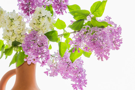 Bouquet of blooming branches white and purple lilac in a clay jug close upの写真素材