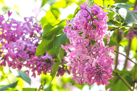 Flowering branch of lilac close up on a sunny spring day, backlit. The background is blurred