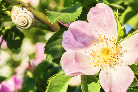 Pink flower wild rose and snail in the background. Macro, selective focusの写真素材