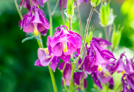 Purple flowers aquilegia backlit on a sunny summer day, macro. Selective focusの写真素材