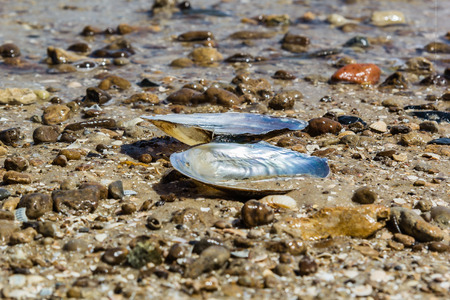 Open mussel shell on a background of sand and pebbles on the beach on a sunny summer day. Selective focusの写真素材