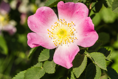 Beautiful pink flower wild rose on a summer day, macro. Selective focusの写真素材