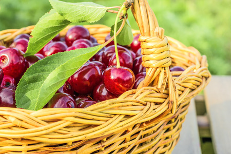 Red ripe cherries in a wicker basket in the evening sun, close-up. Selective focusの写真素材