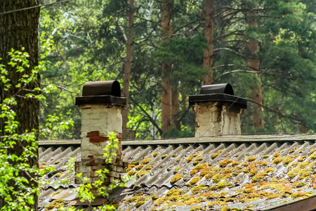 Old roof covered with moss, under the pine trees in the forest on a summer dayの写真素材