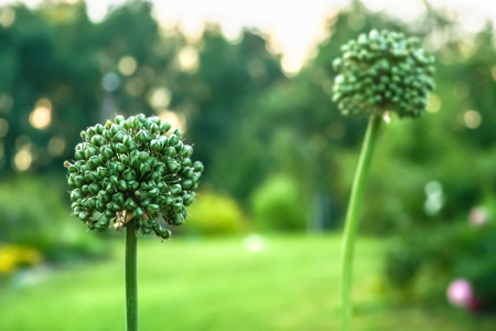 Alliums(Allium cristophii) at dawn in the garden, macro. Selective focusの写真素材