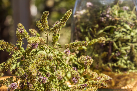 Composition with a bunch of dried mint, and dried mint in a glass jar, close-up. Photo toned. Selective focusの写真素材