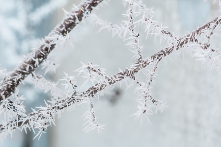 Branch with white hoarfrost in frosty winter day on blurred blue background, close-up