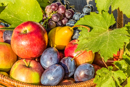 Wicker basket with various fruits and vine leaves in the evening sun in the garden, close upの写真素材