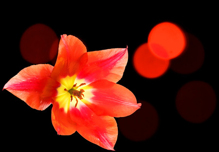 Red tulip close up on a dark background with red bokehの写真素材