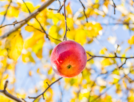 Serotinous autumn apple on a blurred background of yellow foliage and blue skyの写真素材