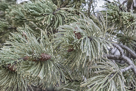 Ice the pine branch with cones, close up. Photo toned