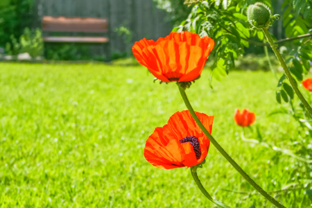 Red poppies close-up in spring garden on a background of green lawn on a sunny day, backlit. Selective focusの写真素材