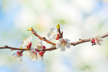 Flowering apricot tree branch close up on a blurred background of spring gardenの写真素材