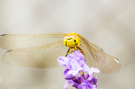 Dragonfly on a purple lavender flower on blurred background, macro. Selective focusの写真素材