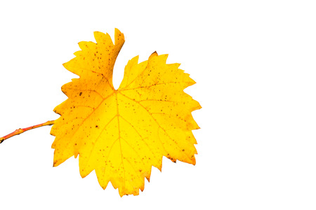 Orange autumn grape leaf, isolated on a white background