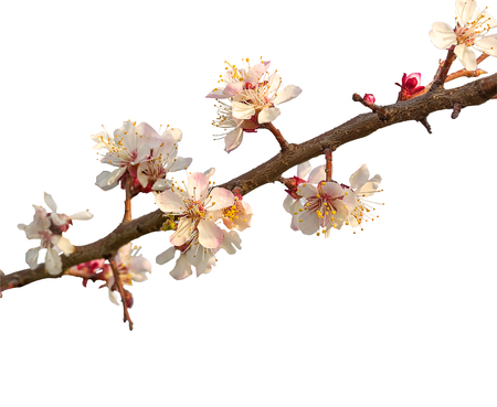Flowering apricot tree branch, isolated on a white background, close upの写真素材