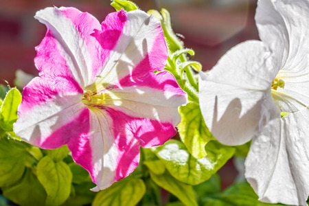 White and pink petunia flowers backlit on a sunny summer day, close-upの写真素材