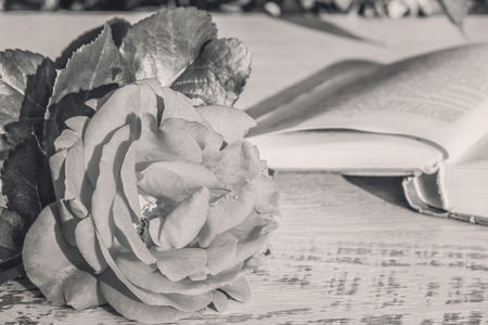  Rose with drops of water and the book on the table in the summer garden in evening sunlight, close-up. Photo black and white. Selective focusの写真素材