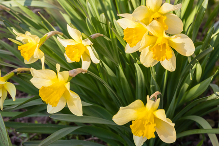 Flowering daffodils in a spring garden in the sun, close-up. Selective focusの写真素材