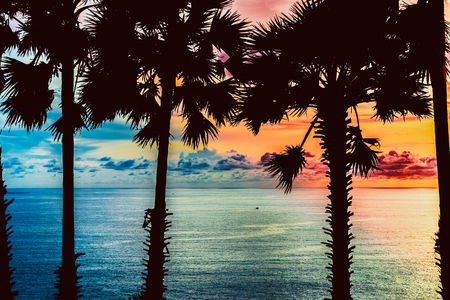 Silhouettes of palm trees on the shore of the ocean against the background of an exotic sunset, Phuket island, Thailandの写真素材
