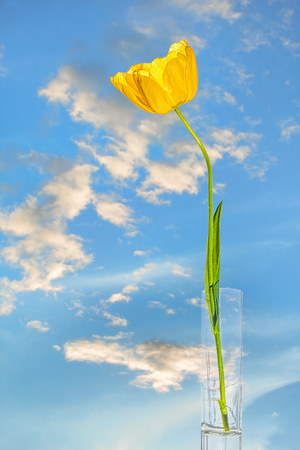 Yellow tulip in a glass in a backlight against a blue sky with white clouds on a spring dayの写真素材
