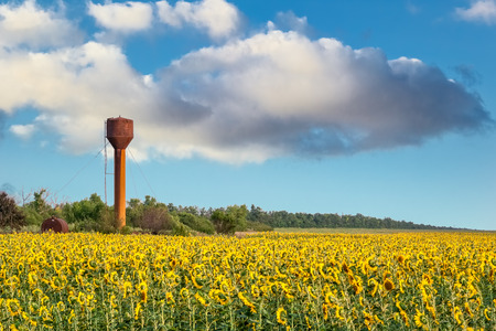 Landscape with a field of blooming yellow sunflowers against a blue sky with white cloudsの写真素材