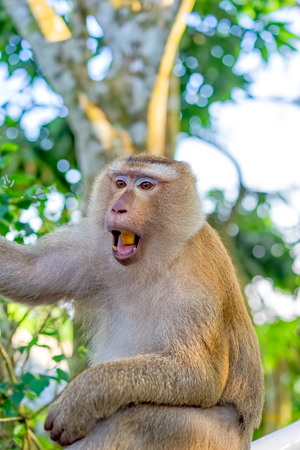 Monkey-macaque on a tree branch close-up