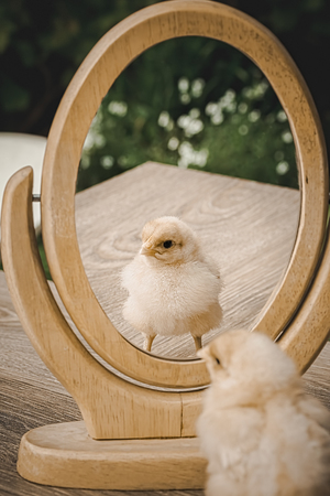 Little fluffy yellow chicken stands on a wooden table in the garden and looks in the mirror. Focus...