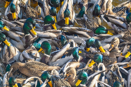 Feeding ducks mallard on the river, close-upの写真素材