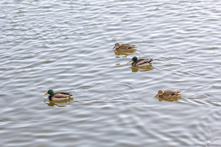 Two ducks and two drakes swim in the riverの写真素材